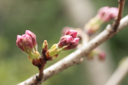 高徳院の桜はまだ蕾でした